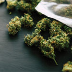 How Many People Have Died From Weed?